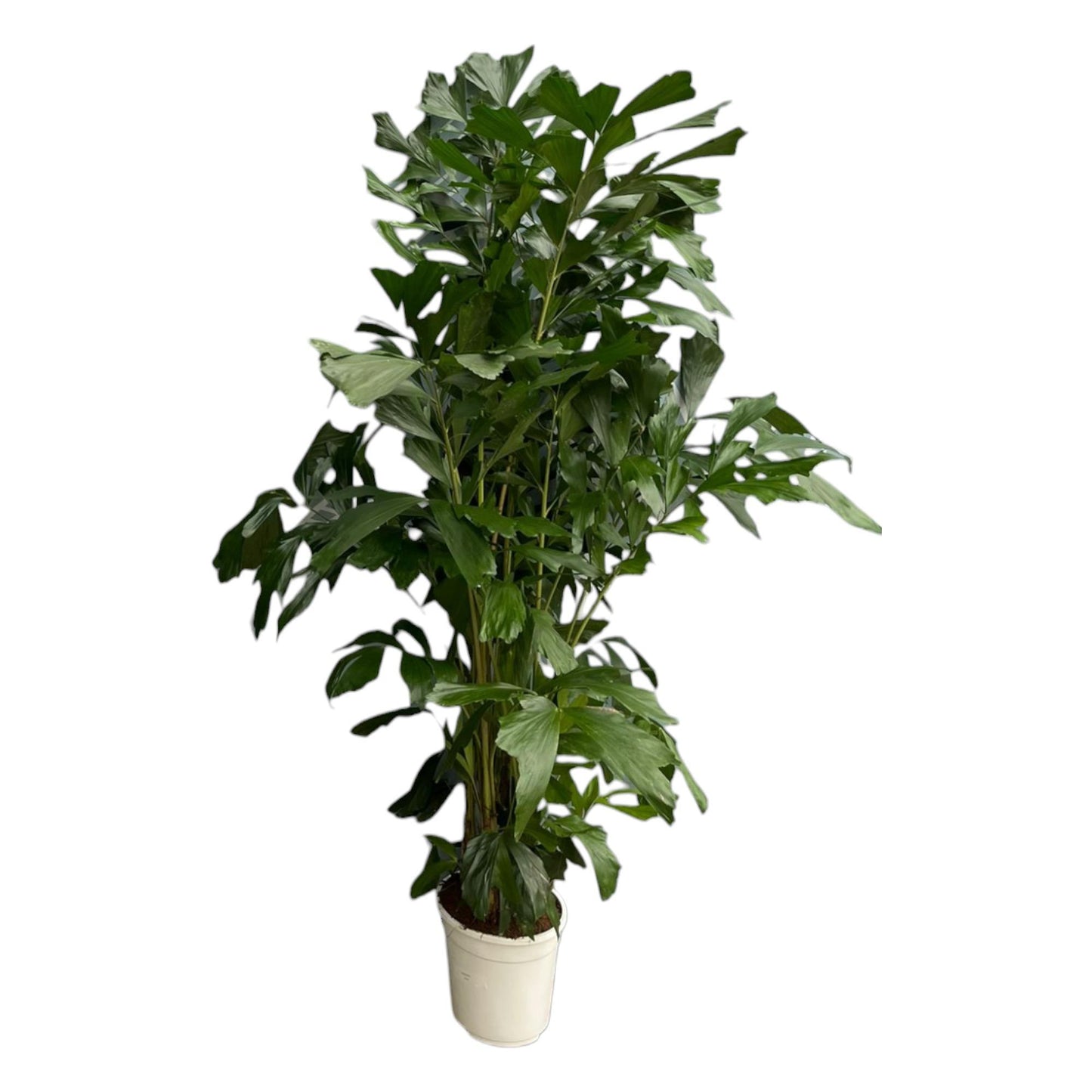 Caryota Mitis - Altura 170 cm - Maceta 24 cm