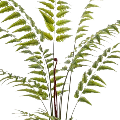 Planta Artificial - Rumohra Adiantiformis - Helecho de Cuero - 180 cm