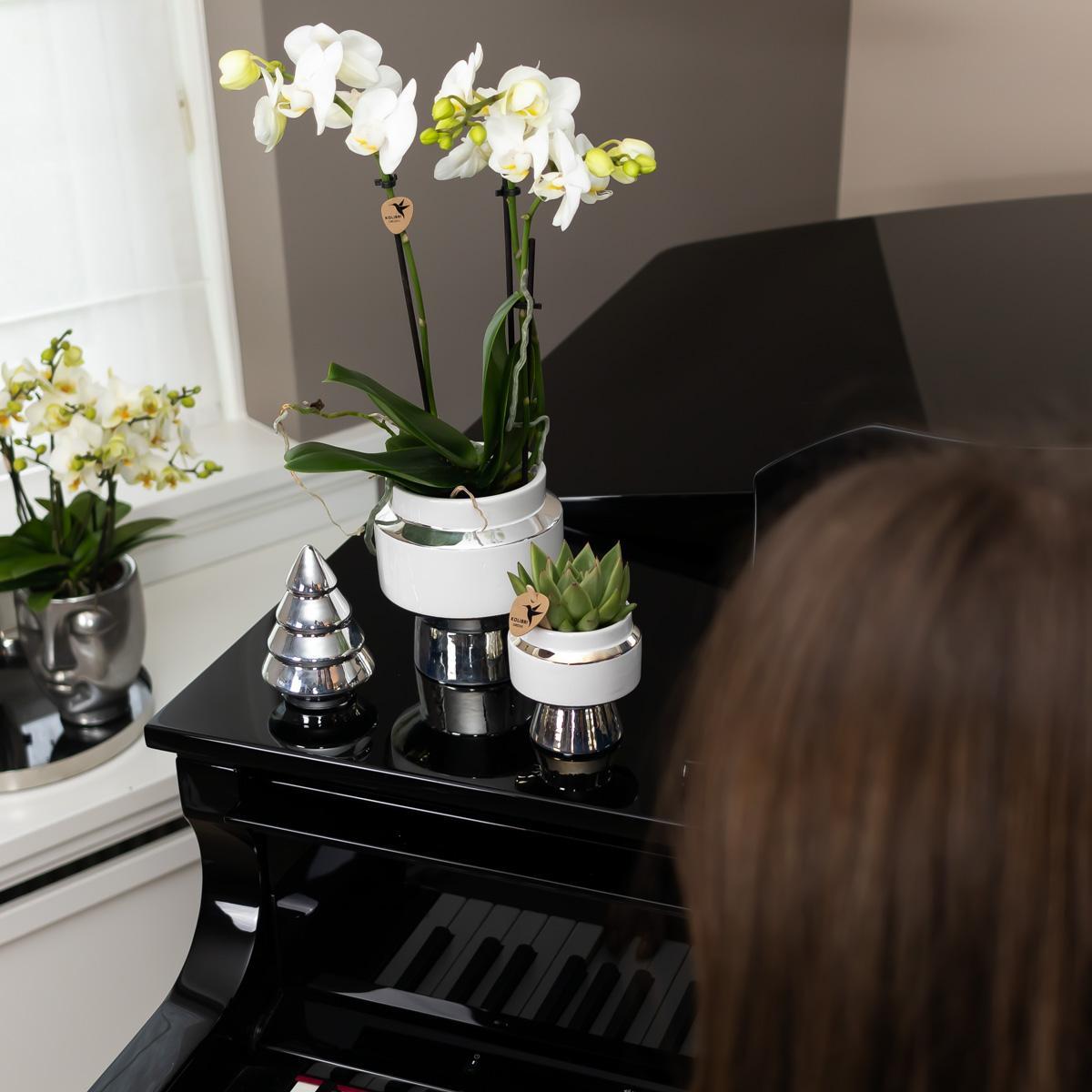 Witte Orchidee – Amabilis + Le Chic Sierpot Zilver – Potmaat 9cm – 40cm