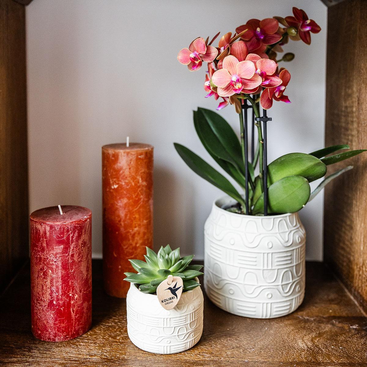 Orange Orchid Bolzano + Hieroglyph Off-White Decorative Pot - Pot Size 9cm
