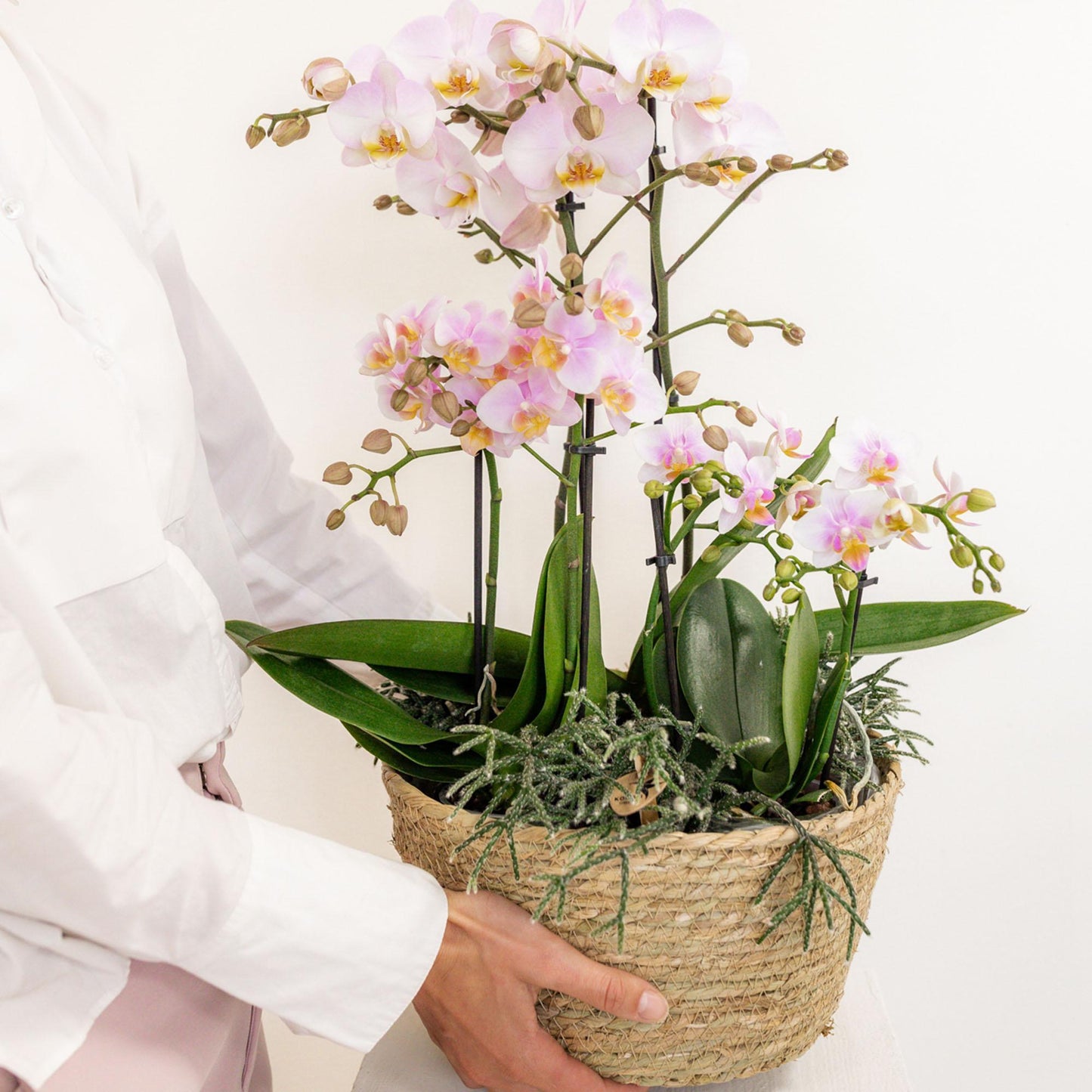 Pink Orchids Set in Reed Basket - 3 Pink Orchids + 3 Green Plants + Self-Sustaining Water Reservoir