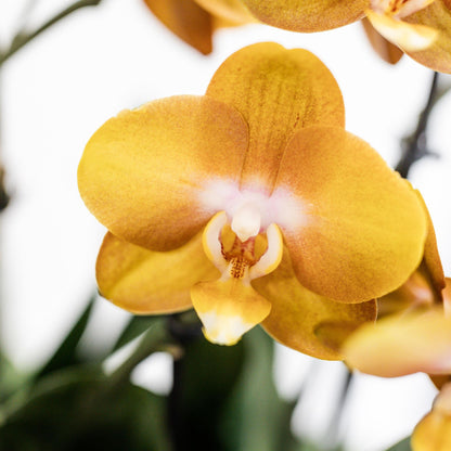 Orange orchid set in Cotton Basket - 3 orange orchids 12 cm - Mono Bouquet orange + self-sufficient water reservoir.
