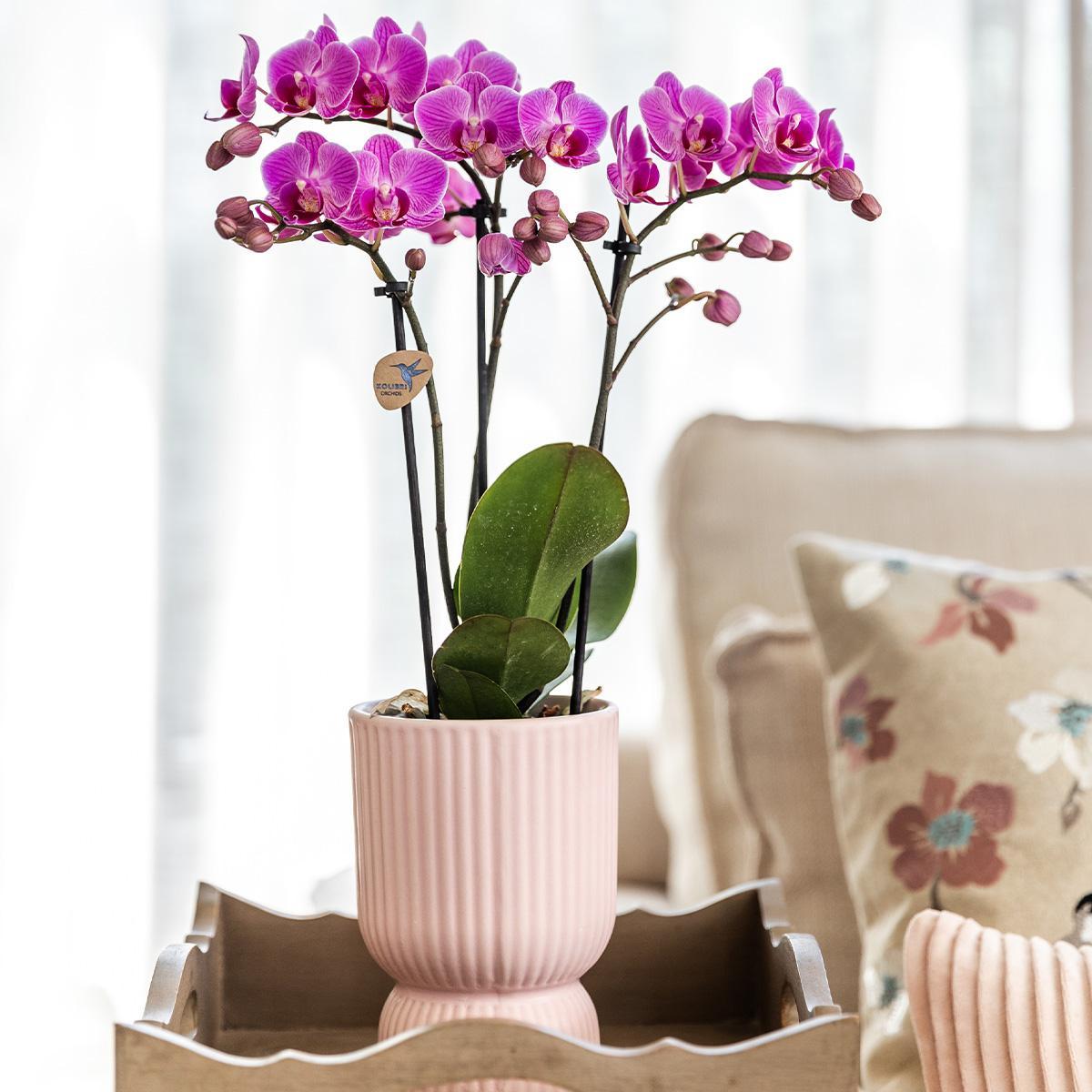 Pink Purple Orchid - El Salvador + Diabolo Pink - Pot Size 9cm