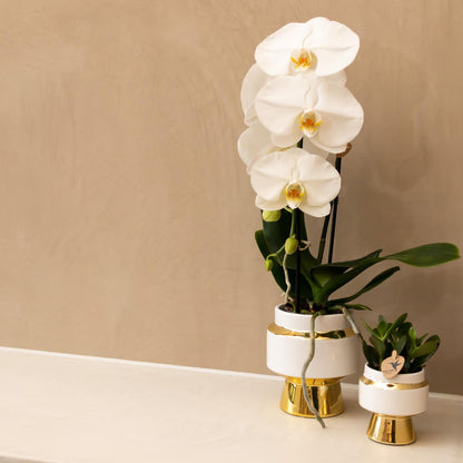 Le Chic White Ceramic Decorative Pot with Gold Details - Size 6cm
