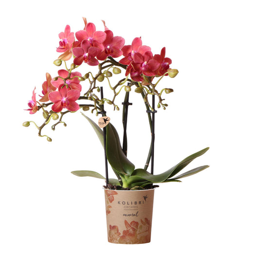 Red Orchid - Congo - pot size 9cm
