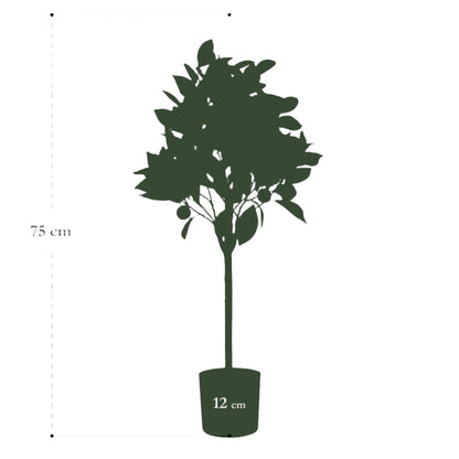 Kunstboom - Citrus Sinensis - Sinaasappelboom - 75 cm