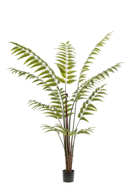 Planta Artificial - Rumohra Adiantiformis - Helecho de Cuero - 180 cm