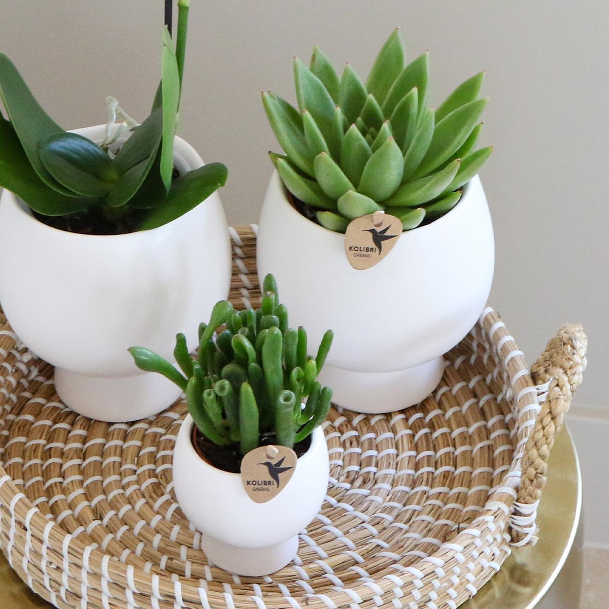 Gift Set Scandic White - Plant Set with White Orchid and Succulents including Ceramic Decorative Pots