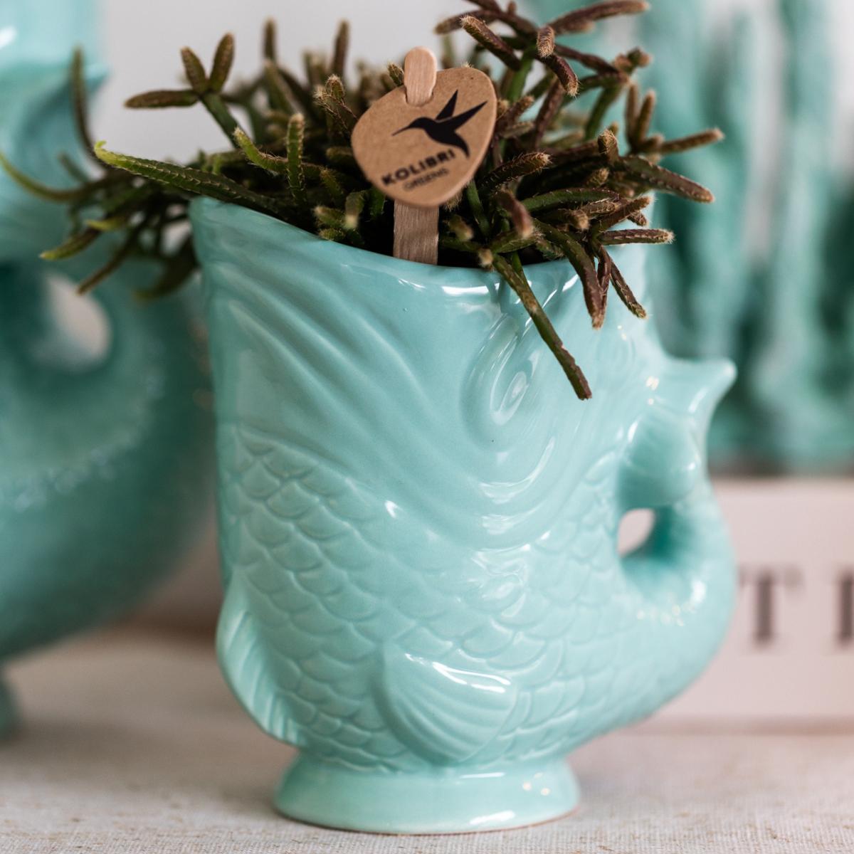 Plant Set Fish Turquoise - Set of White Orchid 9cm + Green Succulent Crassula Hobbit 6cm - incl. Turquoise Ceramic Pots