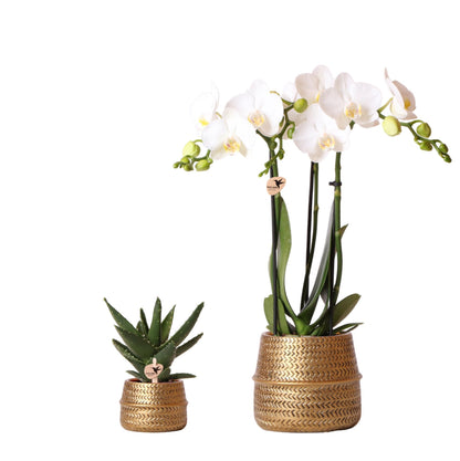Plant set Groove gold - Set with white orchid Amabilis 9cm + green plant Succulent Aloe Brevifolia 6cm + gold ceramic decorative pots