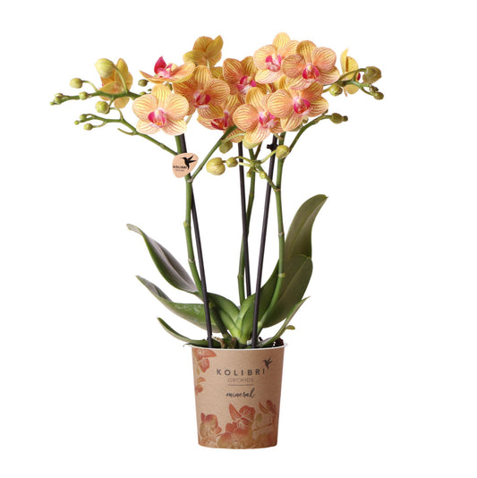 Orange Orchid - pot size 9cm