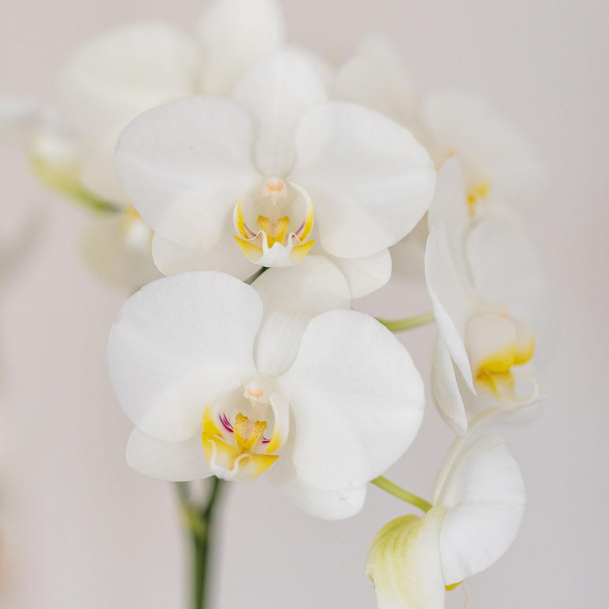 White Orchid Amabilis + Candy Blue Decorative Pot - Pot Size 9cm