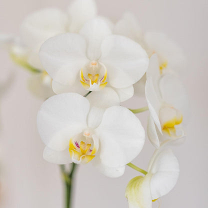 White Orchid Amabilis + Candy Blue Decorative Pot - Pot Size 9cm