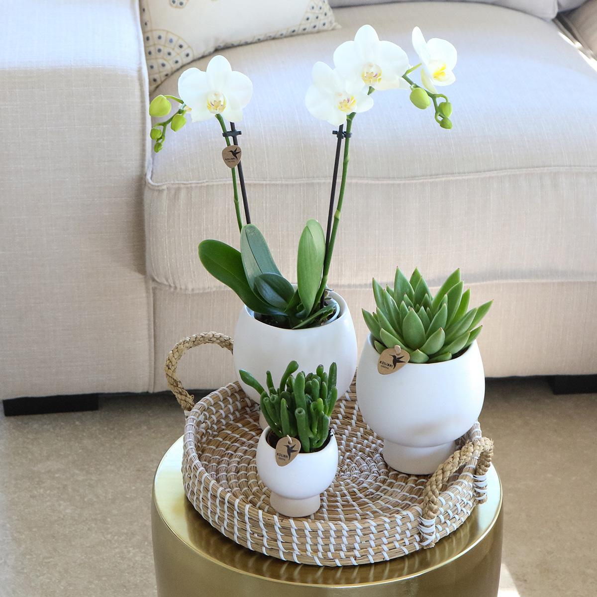 Gift Set Scandic White - Plant Set with White Orchid and Succulents including Ceramic Decorative Pots
