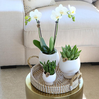 Gift Set Scandic White - Plant Set with White Orchid and Succulents including Ceramic Decorative Pots