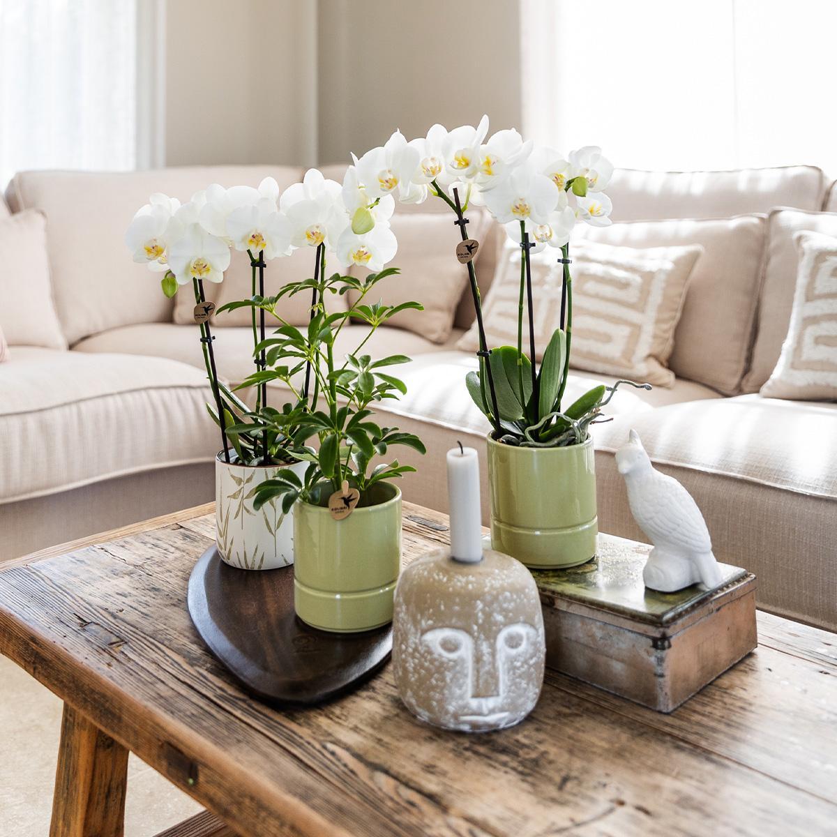 Witte Orchidee - Amabilis + Pastel pot groen - potmaat 9cm