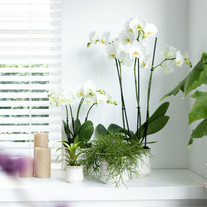 White Orchid - Dame Blanche - pot size 12cm