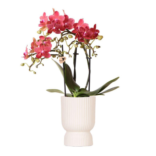 Red orchid - Congo + Diabolo travertine - pot size 9cm