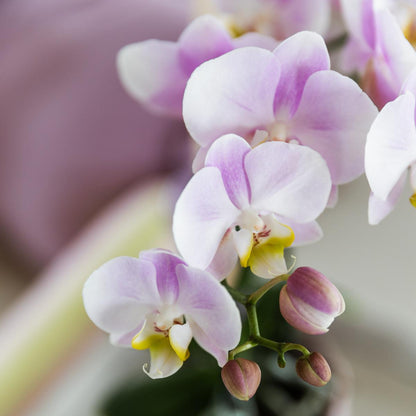 Pink Orchid Portugal + Pink Malaga Decorative Pot - Pot Size 9cm