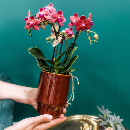 Red Orchid Congo + Classy red - pot size 9cm