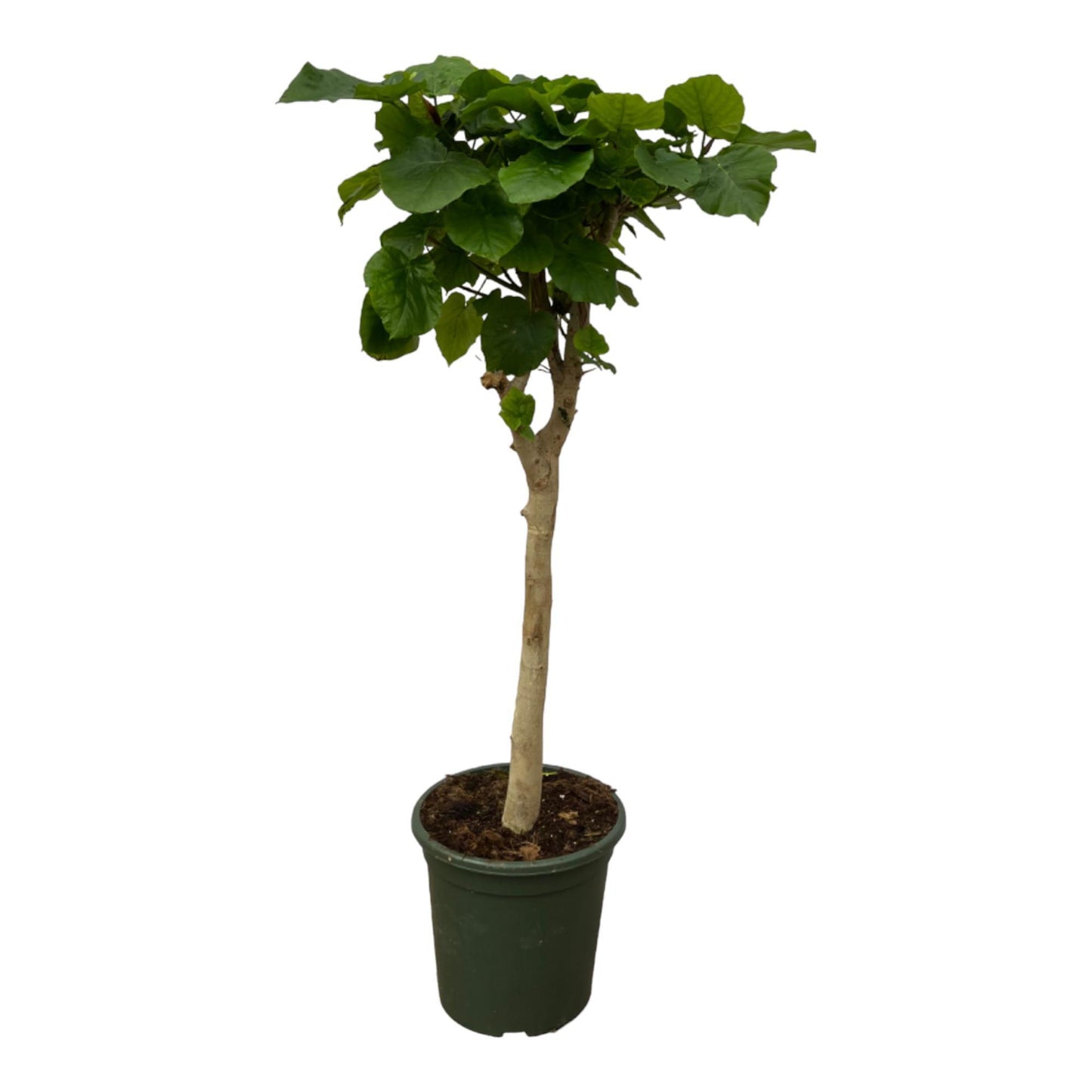 Ficus Umbellata Stem - Height 130 cm - Pot size 33cm