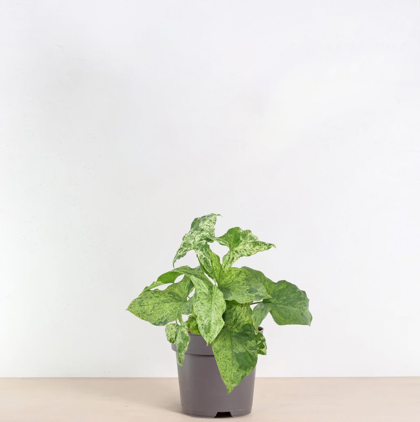 Syngonium Mottled - 25 cm - 12 cm