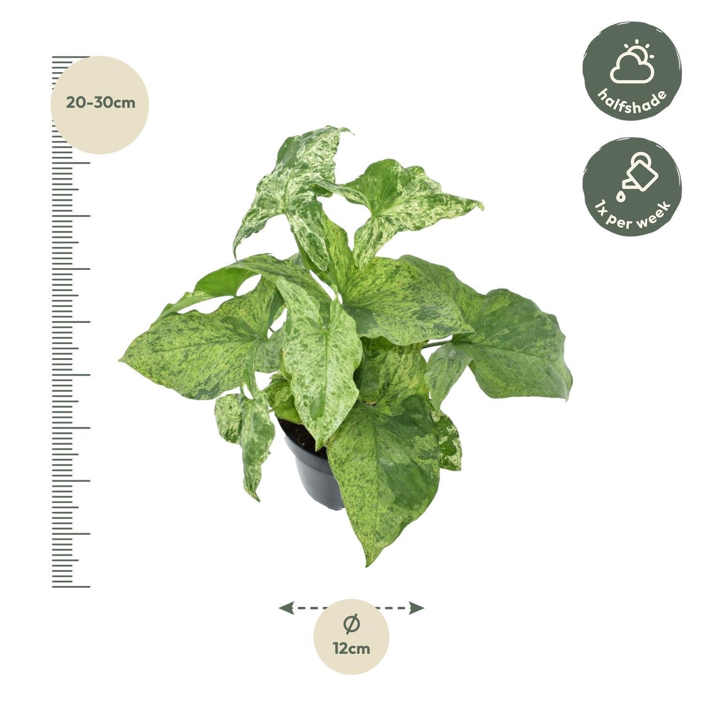 Syngonium Mottled - 25 cm - 12 cm