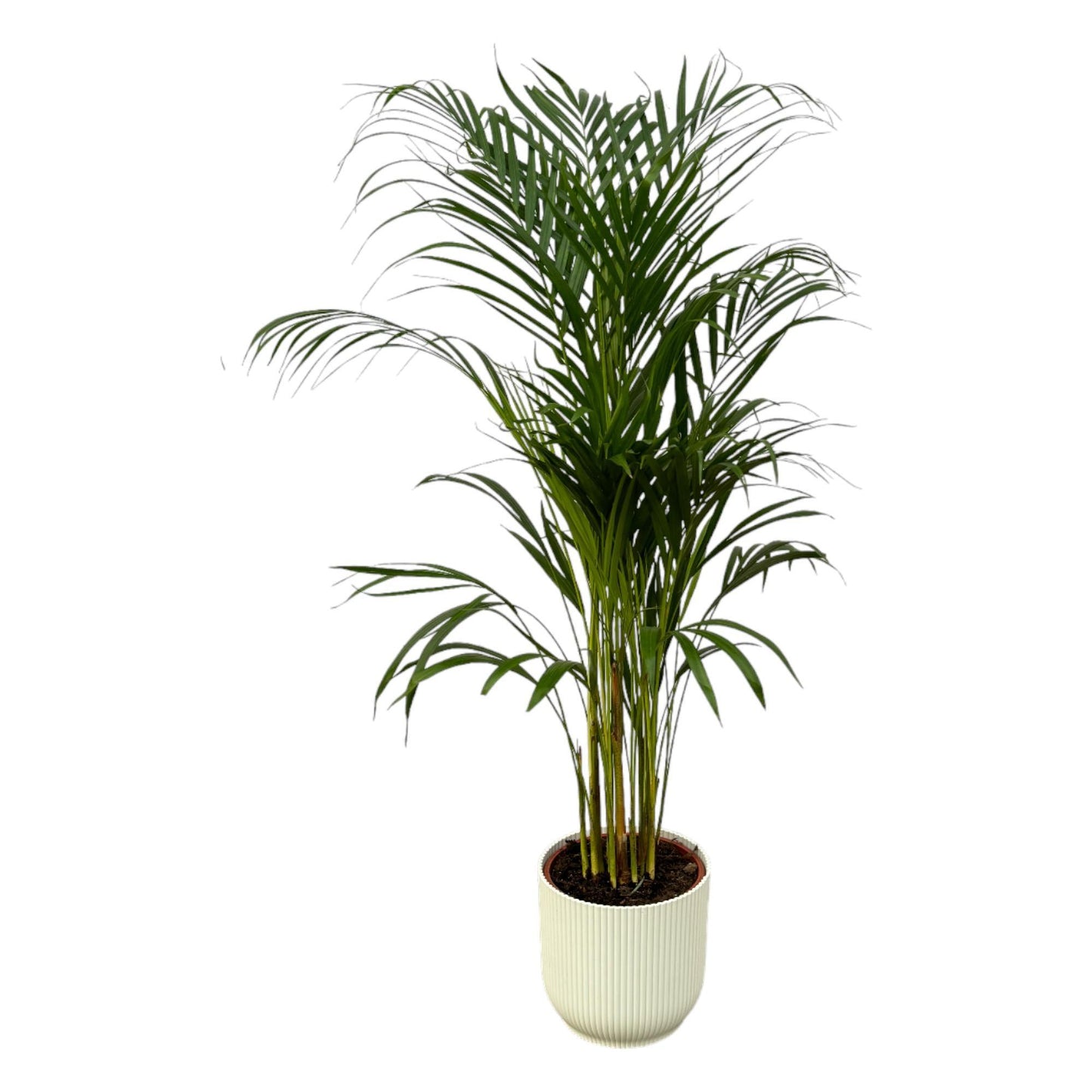 Areca Palm - Height 110 cm - + Elho Vibes Fold Round Pot - White D22xH20