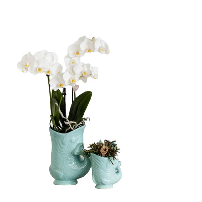 Plant Set Fish Turquoise - Set of White Orchid 9cm + Green Succulent Crassula Hobbit 6cm - incl. Turquoise Ceramic Pots