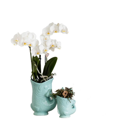 Plant Set Fish Turquoise - Set of White Orchid 9cm + Green Succulent Crassula Hobbit 6cm - incl. Turquoise Ceramic Pots
