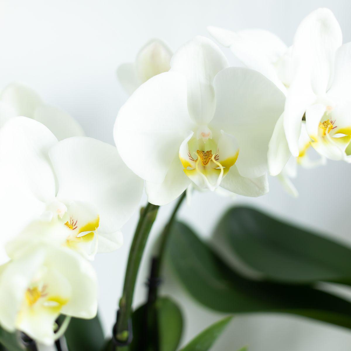 White Orchid - Jewel Ghent - pot size 12cm