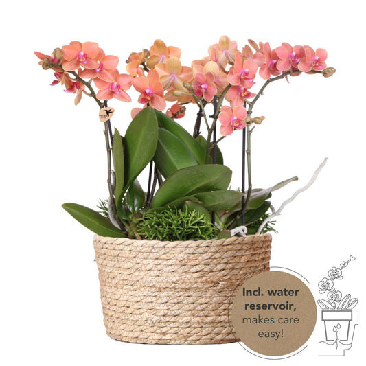 Orange plant set in Reed Basket - 3 orange orchids 9 cm + 3 green Rhipsalis plants - Jungle Bouquet orange + self-sufficient water reservoir.