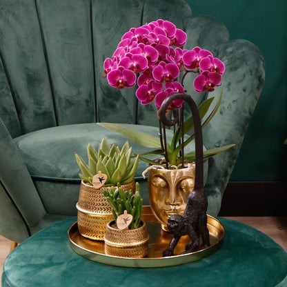 COMBI DEAL of 4 Purple Orchids - pot size 9cm