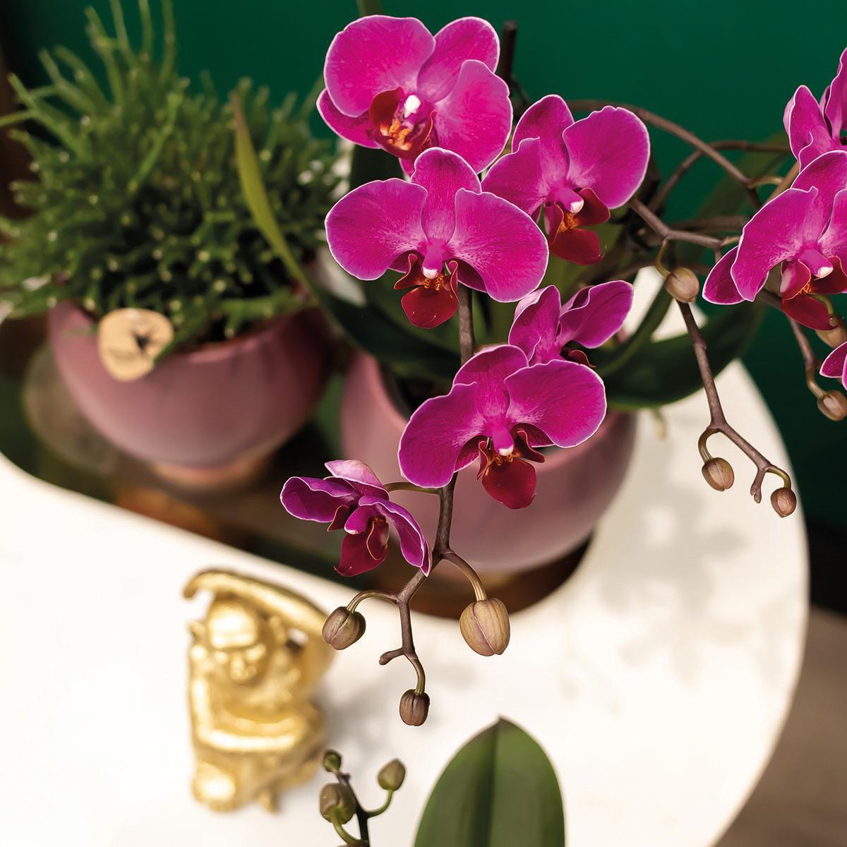 COMBI DEAL of 2 Purple Orchids - Morelia - pot size 9cm