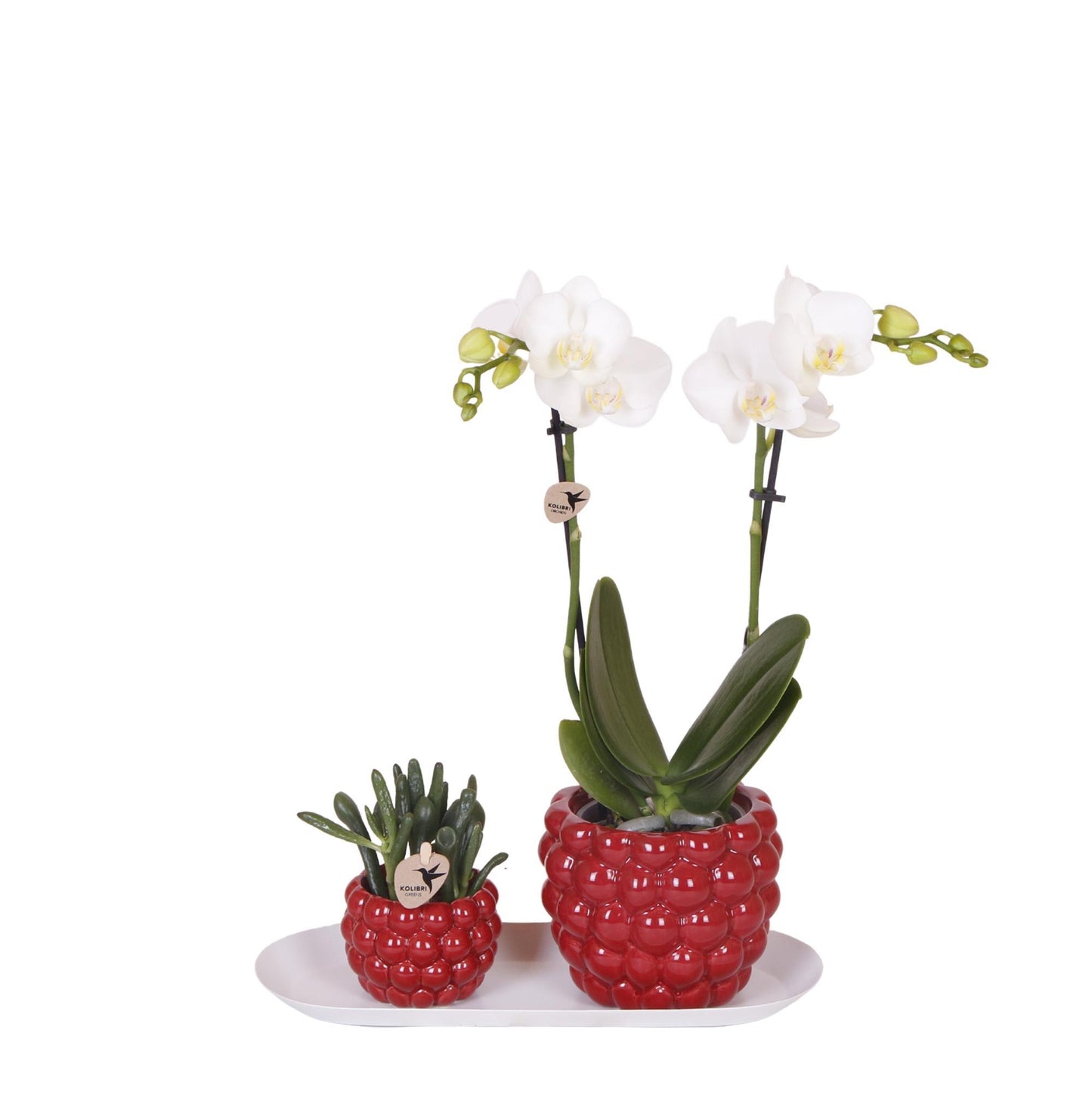 Plant Set Optimism Small - Green Plants + White Orchid in Optimism Pots + White Tray