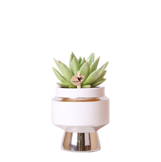 Groene plant - Succulent Echeveria Miranda in Le Chic Pot Zilver - Potmaat 9cm