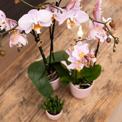 Pink Orchid - Mineral Kikion - Pot Size 12cm