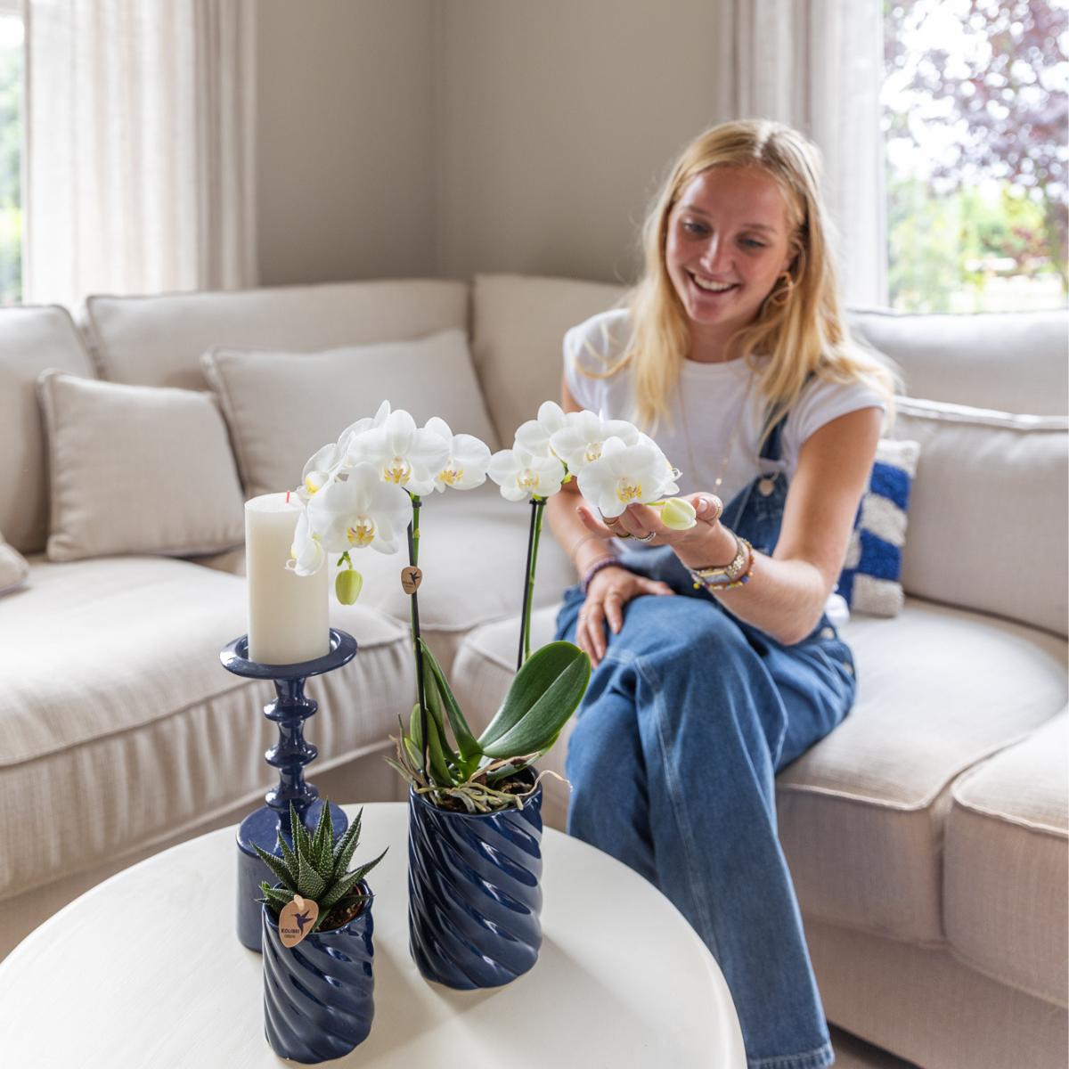 Set of White Amabilis Orchid in Candy Blue Decorative Pots - Pot Size 9cm & 6cm