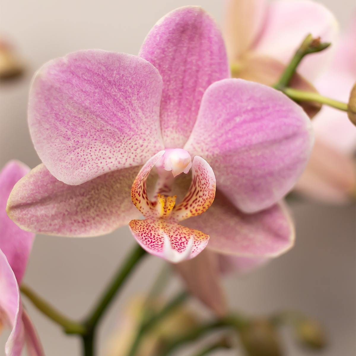 COMBI DEAL van 4 Roze Orchideeën - Andorra - potmaat 9cm
