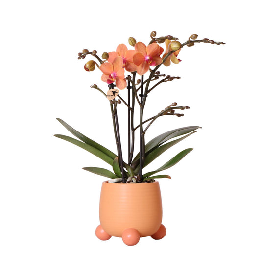 Orange Orchid Mineral Bolzano + Rolling peach - pot size 9cm