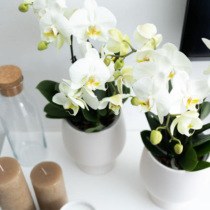 White Orchid - Jewel Ghent - pot size 12cm
